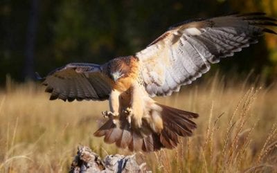 Bird Drops Fish From Sky and Smashes North Carolina Car Owner’s Window