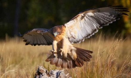 Bird Drops Fish From Sky and Smashes North Carolina Car Owner’s Window