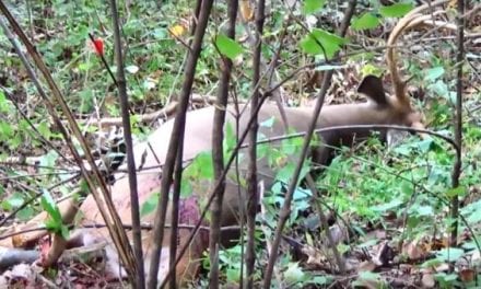 Bowhunter Gets Lucky with a Bad Shot