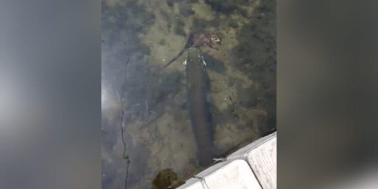 Boys Fishing on Gramma’s Dock Film a Muskie Eating a Muskrat