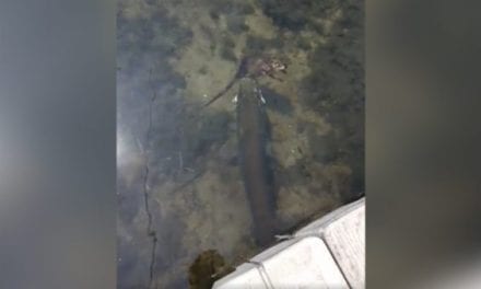 Boys Fishing on Gramma’s Dock Film a Muskie Eating a Muskrat