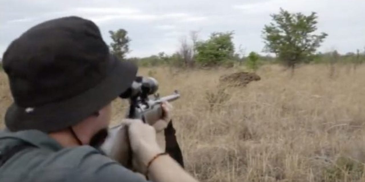 Cape Buffalo Takes Hit After Hit From Big Bore Rifles Before Going Down