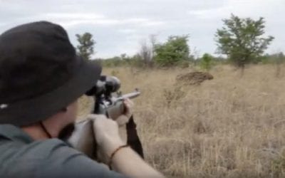 Cape Buffalo Takes Hit After Hit From Big Bore Rifles Before Going Down