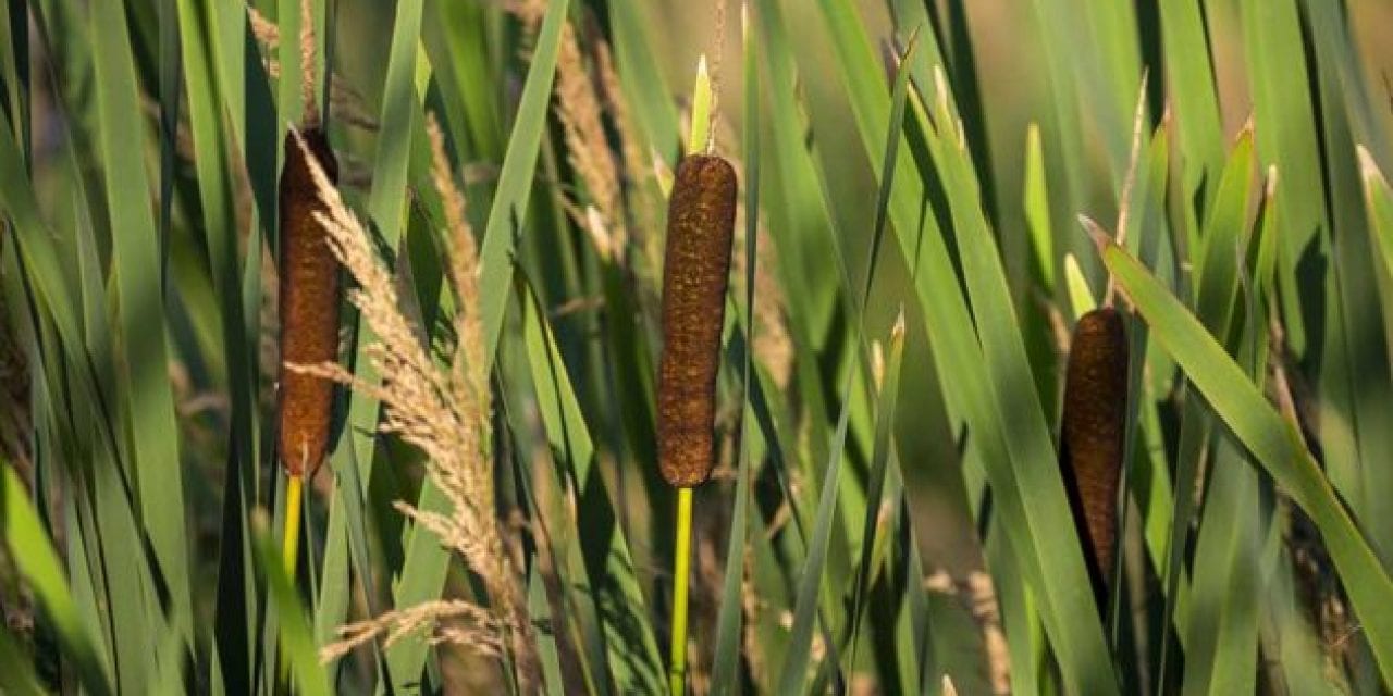 Cattails: Edible Parts of the Abundant, Wild Survival Plant