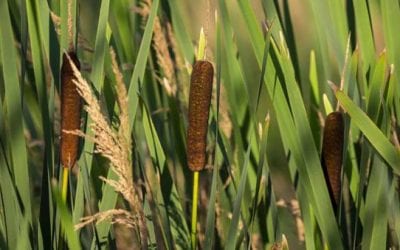 Cattails: Edible Parts of the Abundant, Wild Survival Plant