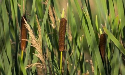 Cattails: Edible Parts of the Abundant, Wild Survival Plant