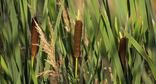 Cattails