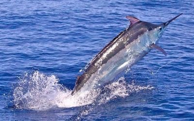 Confidence in Catching the Biggest Fish That Swims