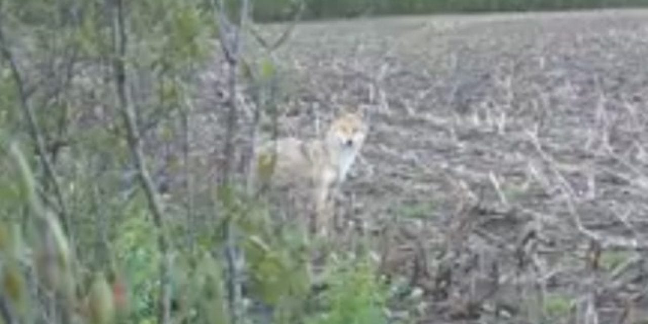 Coyote Takes a Bullet to the Head After Getting Too Close to Turkey Hunters