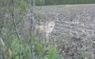 Coyote Takes a Bullet to the Head After Getting Too Close to Turkey Hunters