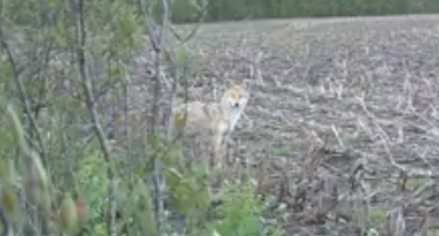 coyote