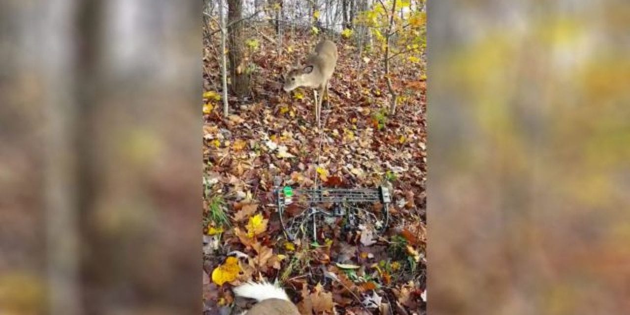 Curious Buck Checks Out Bowhunter and His Fallen Big Brother