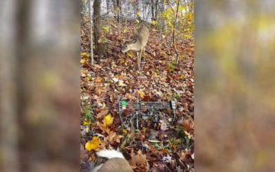 Curious Buck Checks Out Bowhunter and His Fallen Big Brother