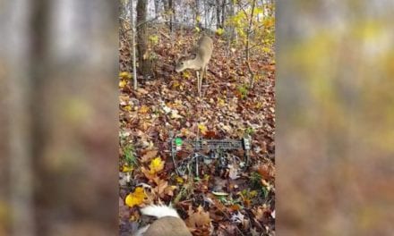 Curious Buck Checks Out Bowhunter and His Fallen Big Brother