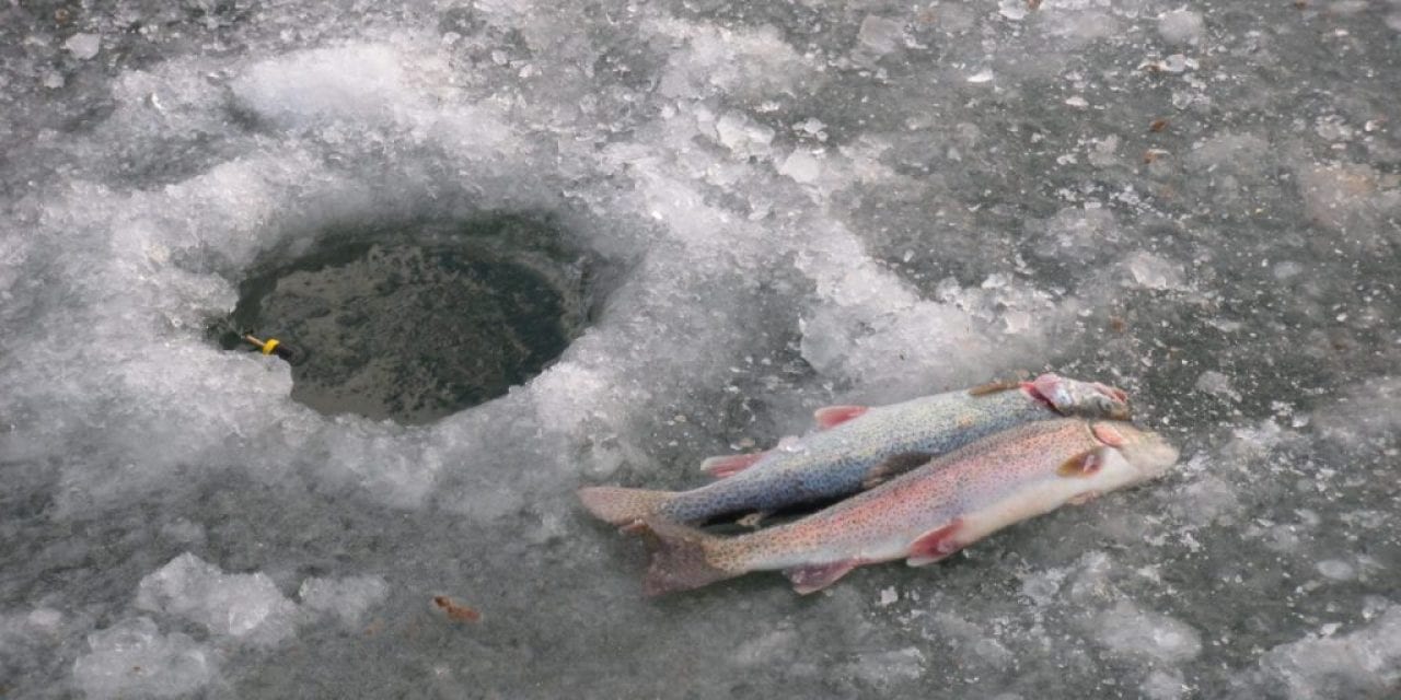 December Trout Stockings