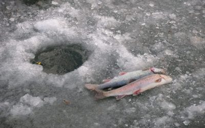 December Trout Stockings