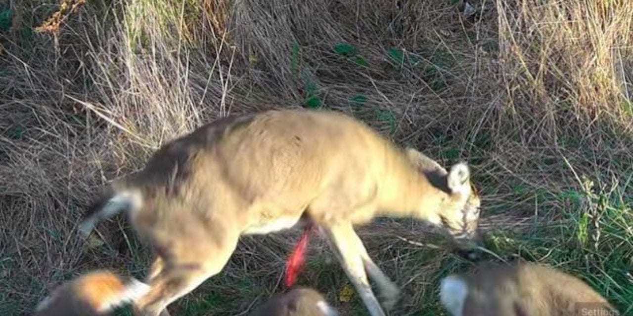 Deer Heart Shot Puts a Quick End Cap on This Hunt