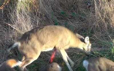 Deer Heart Shot Puts a Quick End Cap on This Hunt