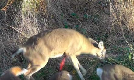 Deer Heart Shot Puts a Quick End Cap on This Hunt