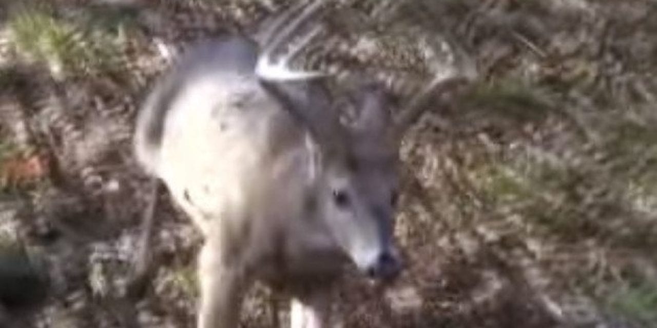 Deer Lands Feet From Hunter, Making for an Easy Buck Recovery