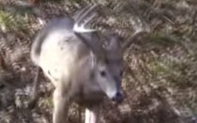 Deer Lands Feet From Hunter, Making for an Easy Buck Recovery