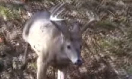 Deer Lands Feet From Hunter, Making for an Easy Buck Recovery