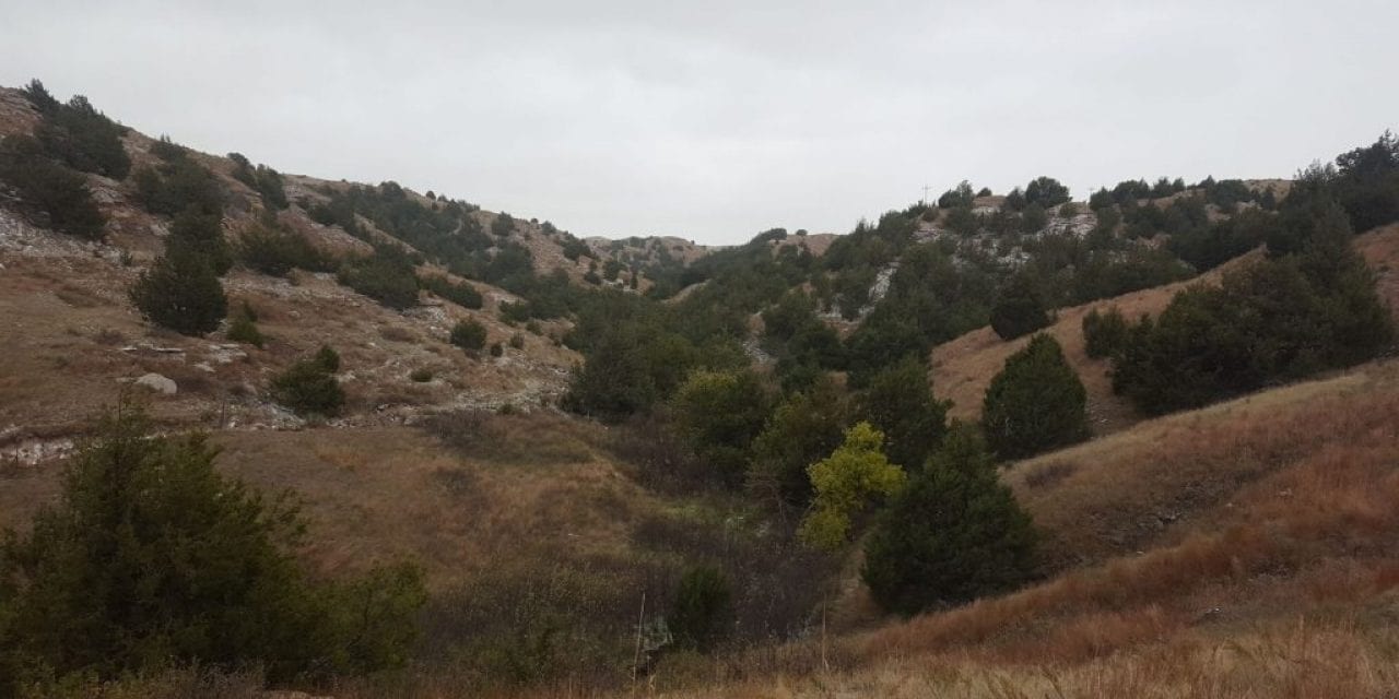 Eastern Redcedar Threatens Bird Habitats