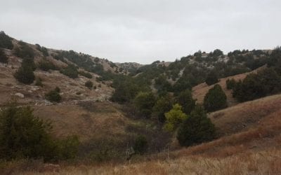 Eastern Redcedar Threatens Bird Habitats