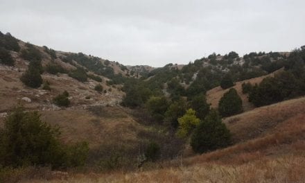 Eastern Redcedar Threatens Bird Habitats