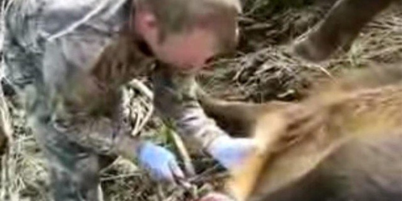 Guy Fails at Field Dressing a Large Elk, and We Got the Rest of the Story Straight from Him