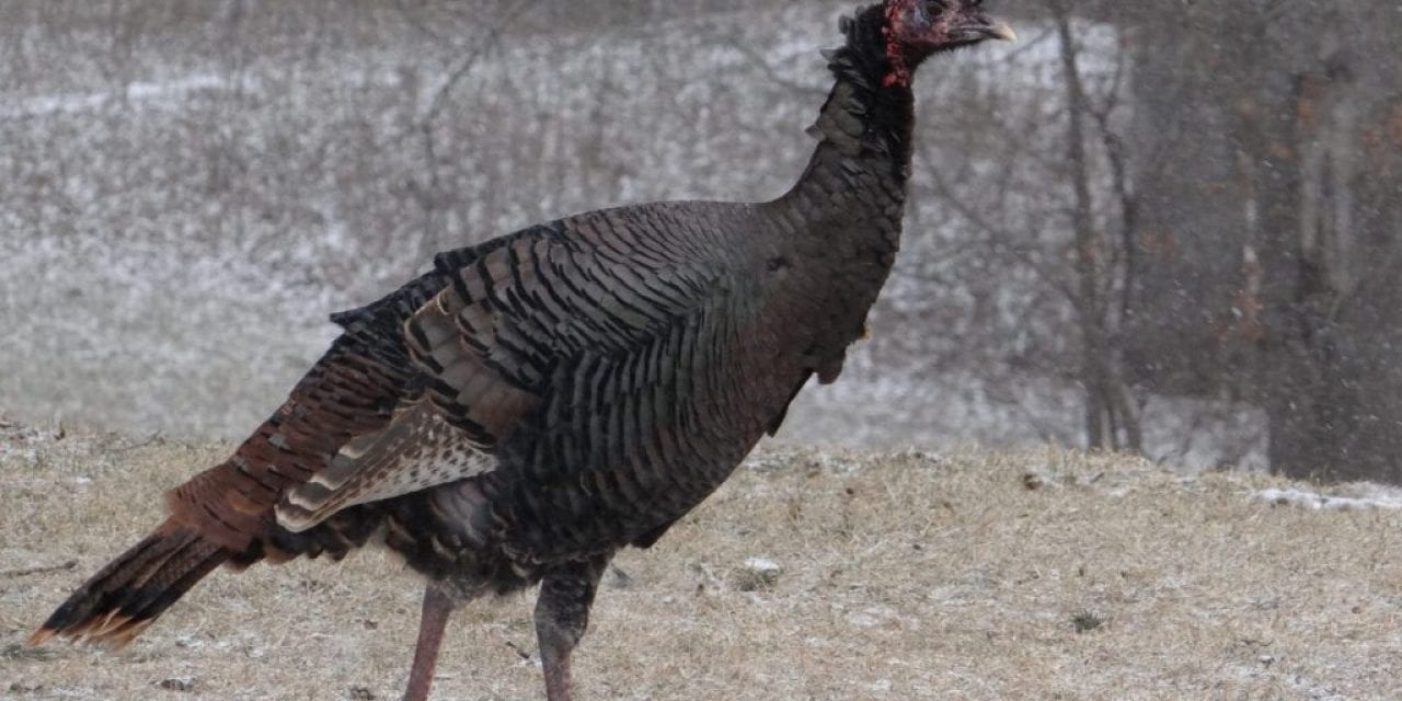 How To Hunt Nebraska’s Wild Turkeys in Winter