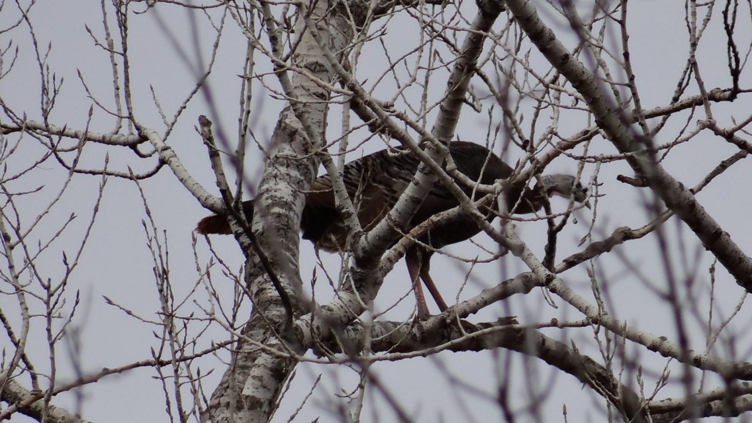 How To Hunt Nebraska’s Wild Turkeys in Winter Outdoor Enthusiast