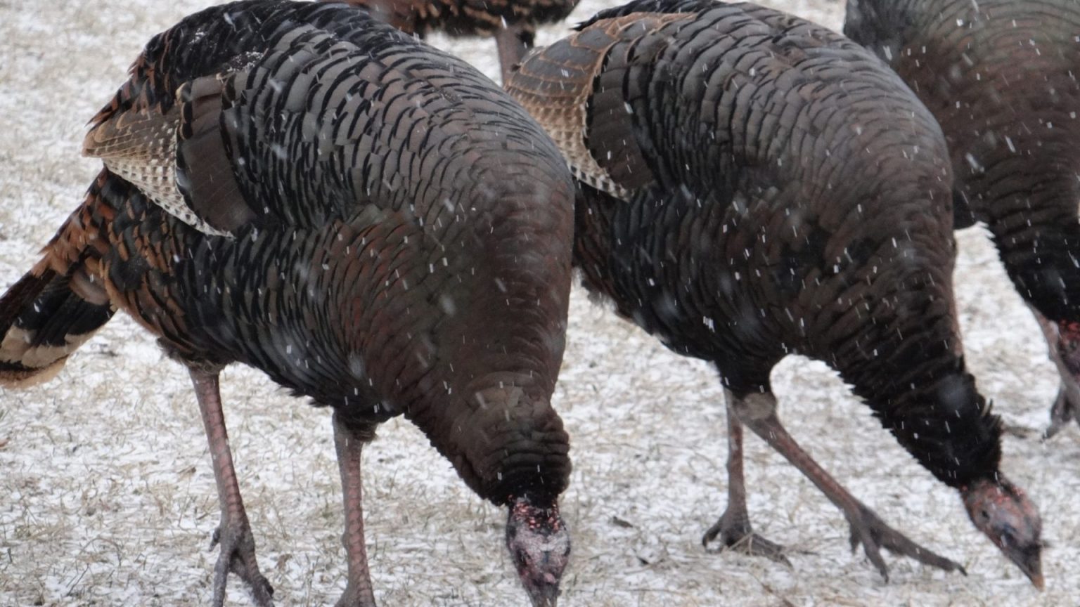 How To Hunt Nebraska’s Wild Turkeys in Winter Outdoor Enthusiast