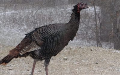 How To Hunt Nebraska’s Wild Turkeys in Winter