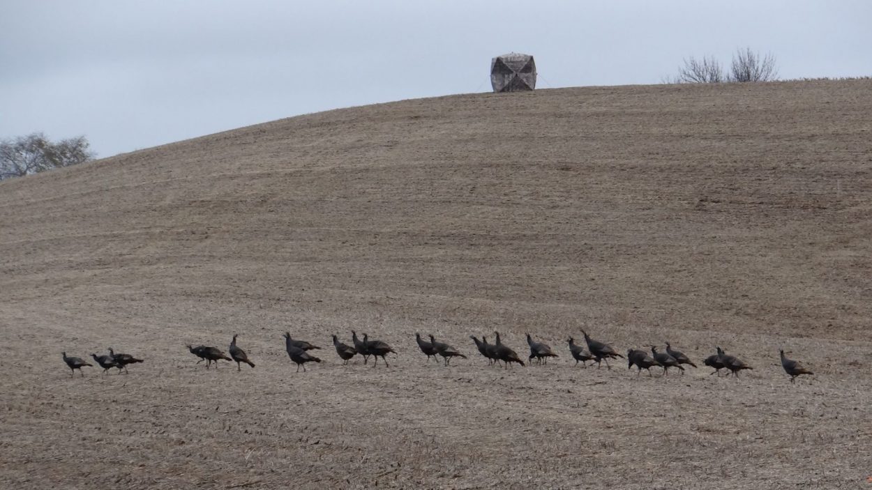 How To Hunt Nebraska’s Wild Turkeys in Winter Outdoor Enthusiast