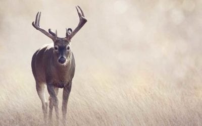How to Know It’s Time to Move on From Your Favorite Deer Hunting Spot