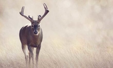 How to Know It’s Time to Move on From Your Favorite Deer Hunting Spot