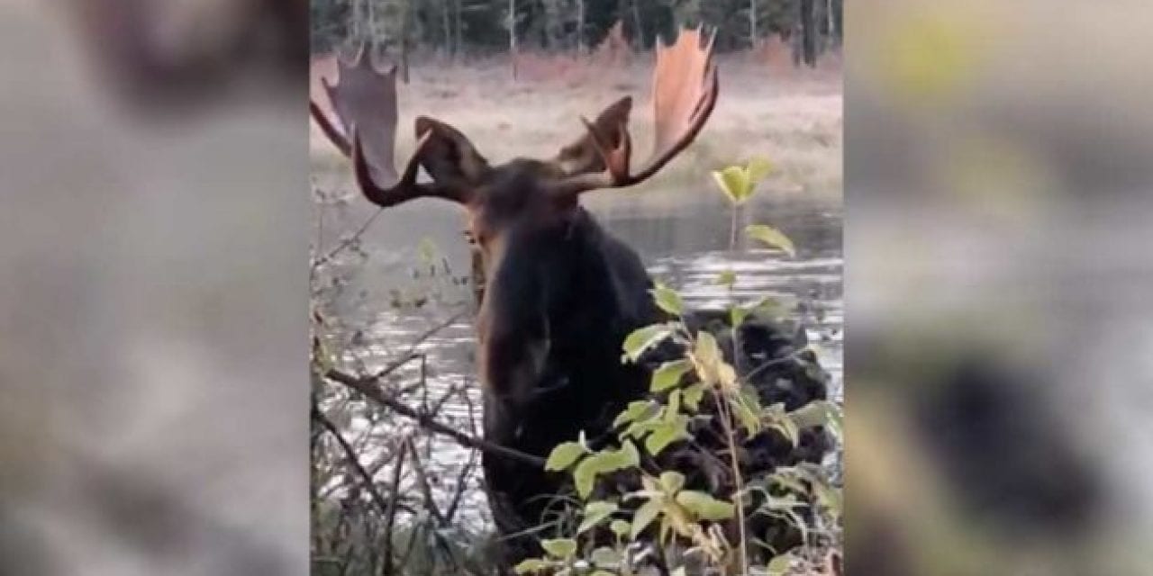 Hunter Almost Gets Walked Over During Bull Moose Encounter