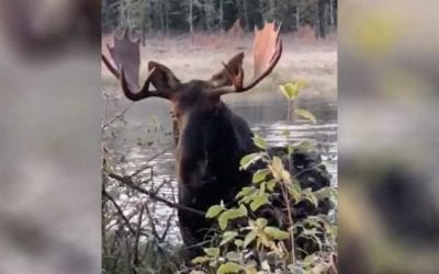 Hunter Almost Gets Walked Over During Bull Moose Encounter