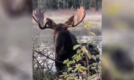 Hunter Almost Gets Walked Over During Bull Moose Encounter