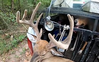 Hunting Deer With Dogs: Discussing the Topic and Weighing the Merits