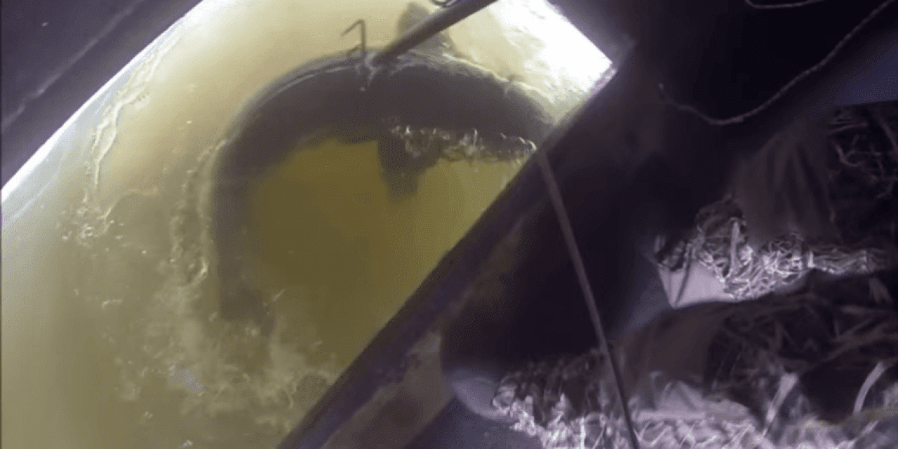 Ice Anglers Spear a Giant Sturgeon