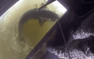 Ice Anglers Spear a Giant Sturgeon