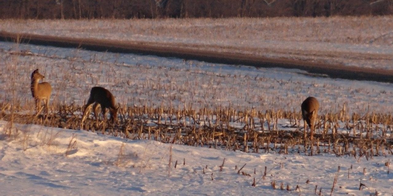 Late-Season Deer Hunting Tips