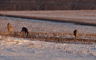 Late-Season Deer Hunting Tips