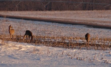 Late-Season Deer Hunting Tips