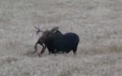 Looking Back at One of the Most Memorable Archery Moose Kill Videos