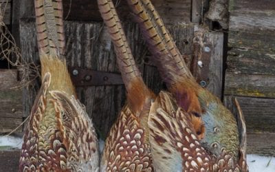 Marshes: A Winter Refuge for Pheasants