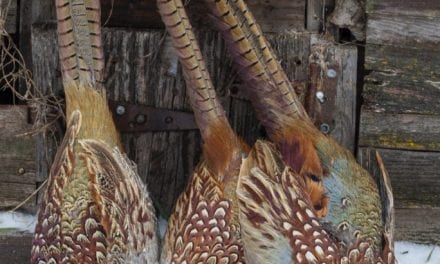 Marshes: A Winter Refuge for Pheasants