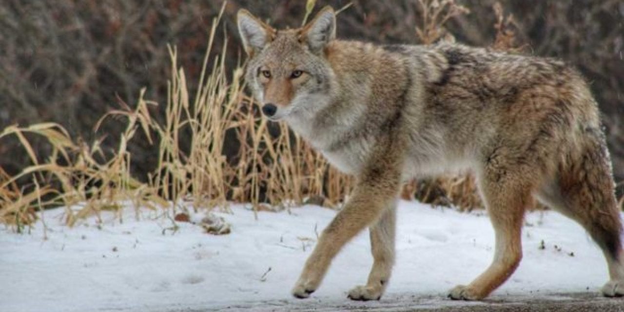 Massachusetts Just Banned Coyote Hunting Competitions